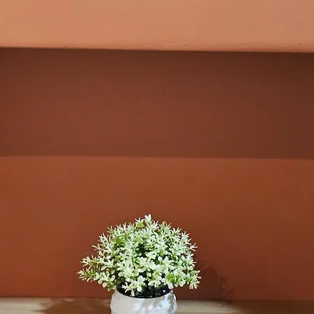 Olive Garden Terracota *